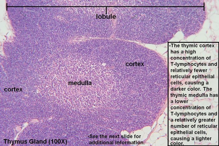 Thymus Tutorial Histology Atlas For Anatomy And Physiology