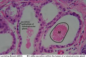 Breast – Tutorial – Histology Atlas for Anatomy and Physiology