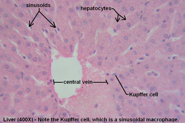 Liver – Tutorial – Histology Atlas for Anatomy and Physiology