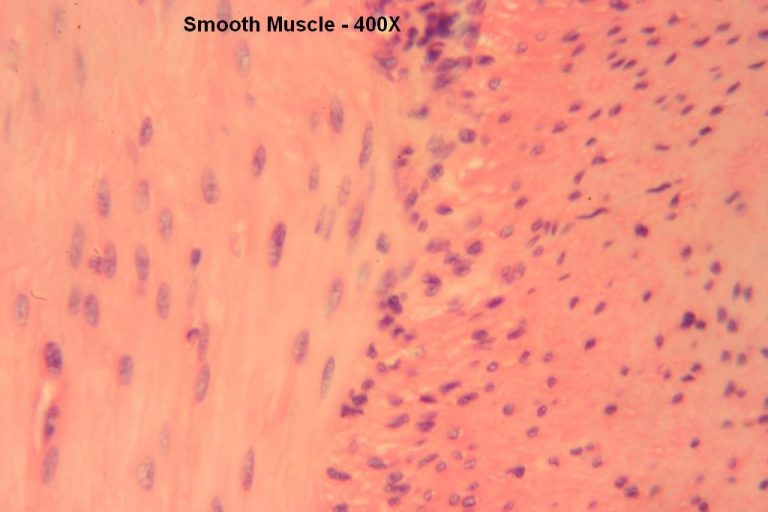 Smooth Muscle – Tutorial – Histology Atlas for Anatomy and Physiology