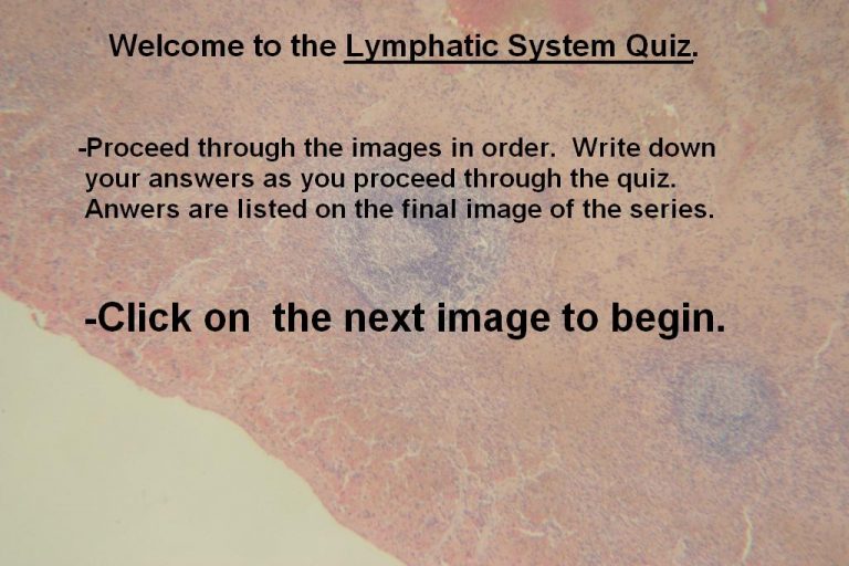 Quiz – Lymphatic System – Histology Atlas For Anatomy And Physiology