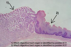 Quiz – Digestive System – Histology Atlas for Anatomy and Physiology