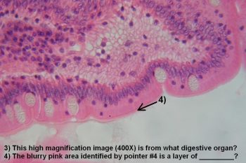 Quiz – Digestive System – Histology Atlas for Anatomy and Physiology