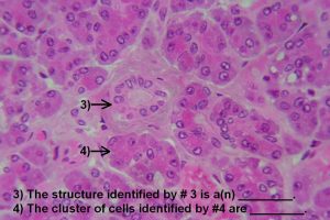 Quiz – Endocrine System – Histology Atlas for Anatomy and Physiology