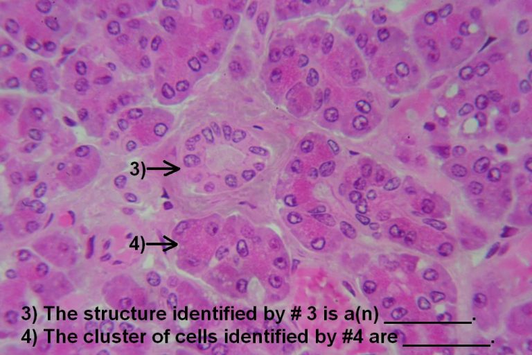 Quiz – Endocrine System – Histology Atlas for Anatomy and Physiology