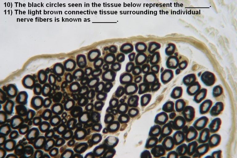 Quiz Nervous System Histology Atlas for Anatomy and Physiology