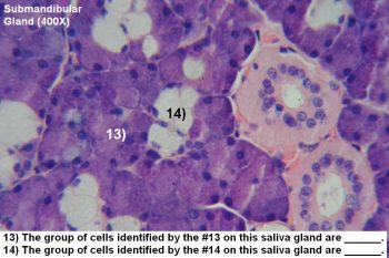 Quiz – Digestive System – Histology Atlas for Anatomy and Physiology