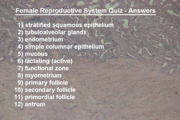 Quiz – Female Reproductive System – Histology Atlas for Anatomy and