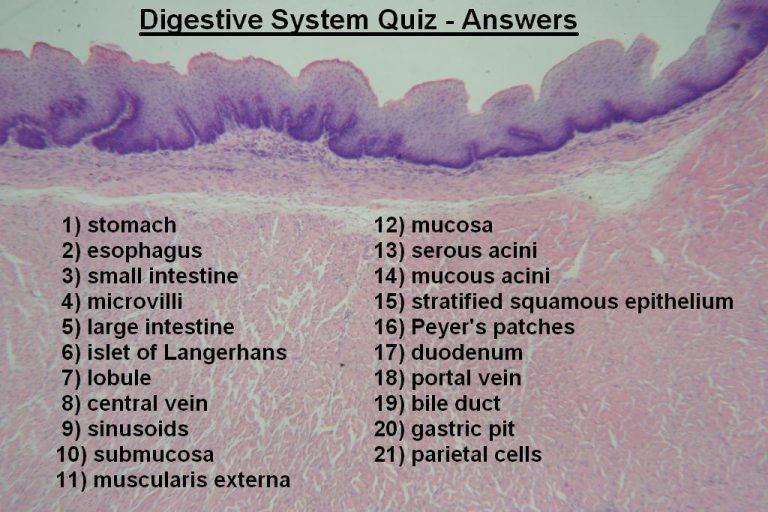 Quiz Digestive System Histology Atlas for Anatomy and Physiology