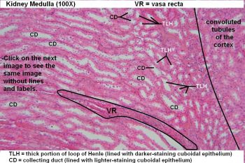 Kidney – Tutorial – Histology Atlas for Anatomy and Physiology