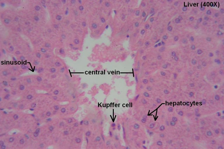 Liver – Tutorial – Histology Atlas for Anatomy and Physiology