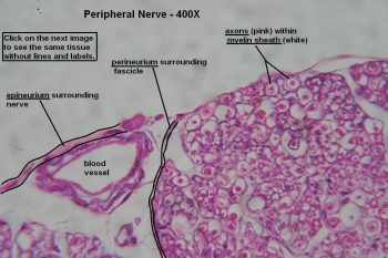 Peripheral Nerve – Tutorial – Histology Atlas for Anatomy and Physiology