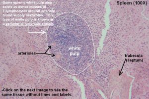 Spleen – Tutorial – Histology Atlas for Anatomy and Physiology