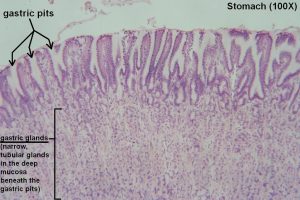 Stomach – Tutorial – Histology Atlas for Anatomy and Physiology