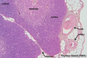 Thymus – Tutorial – Histology Atlas for Anatomy and Physiology