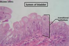 Bladder – Tutorial – Histology Atlas for Anatomy and Physiology