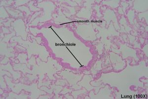 Bronchi and Bronchioles – Tutorial – Histology Atlas for Anatomy and ...