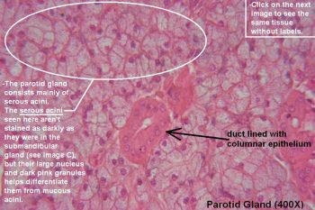 Salivary Glands – Tutorial – Histology Atlas For Anatomy And Physiology