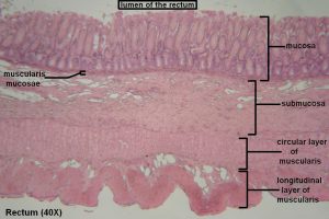 Large Intestine – Tutorial – Histology Atlas For Anatomy And Physiology