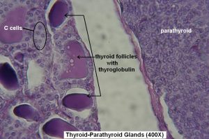 Thyroid-parathyroid – Tutorial – Histology Atlas For Anatomy And Physiology