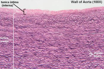 Blood Vessels – Tutorial – Histology Atlas for Anatomy and Physiology