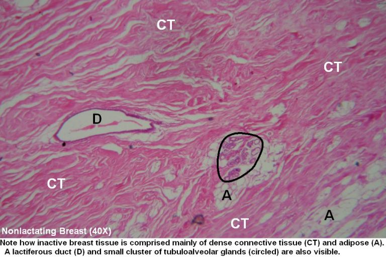 breast-tutorial-histology-atlas-for-anatomy-and-physiology