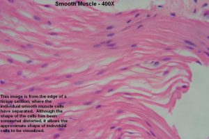 Smooth Muscle – Tutorial – Histology Atlas for Anatomy and Physiology