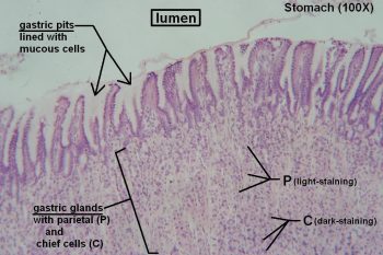 Stomach – Tutorial – Histology Atlas for Anatomy and Physiology