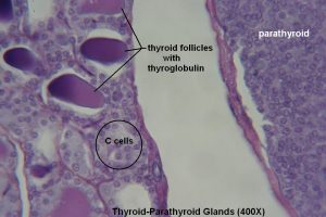 Thyroid-Parathyroid – Tutorial – Histology Atlas for Anatomy and Physiology