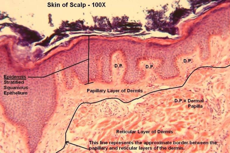 Skin Of Scalp Tutorial Histology Atlas For Anatomy And Physiology