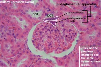 Kidney – Tutorial – Histology Atlas for Anatomy and Physiology