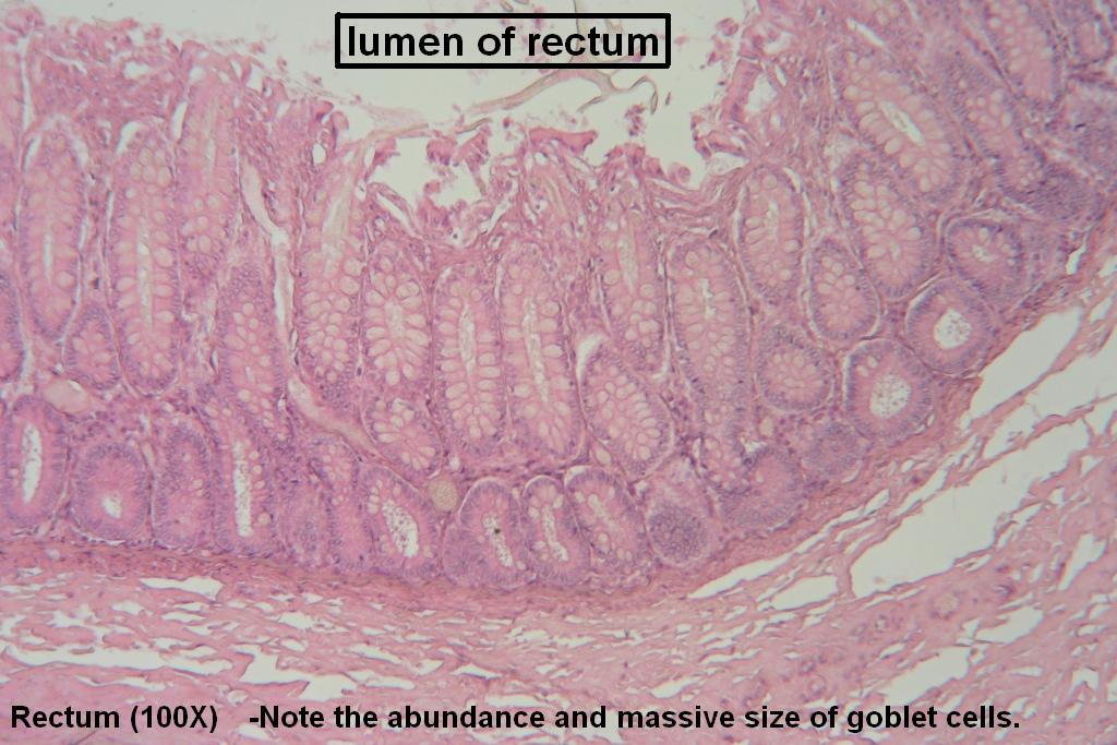 Large Intestine Tutorial Histology Atlas For Anatomy And Physiology