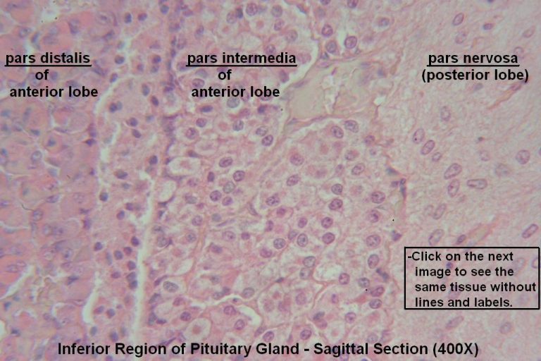 Pituitary Gland – Tutorial – Histology Atlas for Anatomy and Physiology