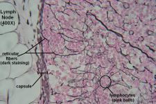 Lymph Node – Tutorial – Histology Atlas for Anatomy and Physiology