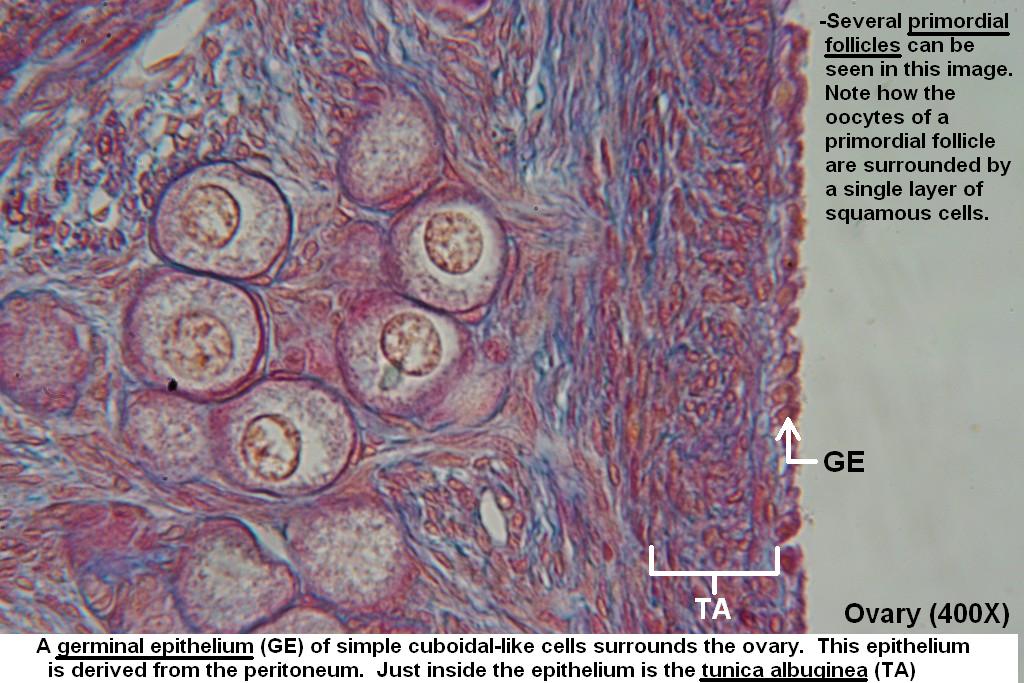 Ovary – Tutorial – Histology Atlas for Anatomy and Physiology