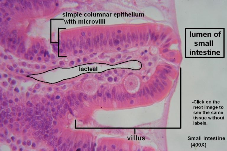 Small Intestine – Tutorial – Histology Atlas for Anatomy and Physiology