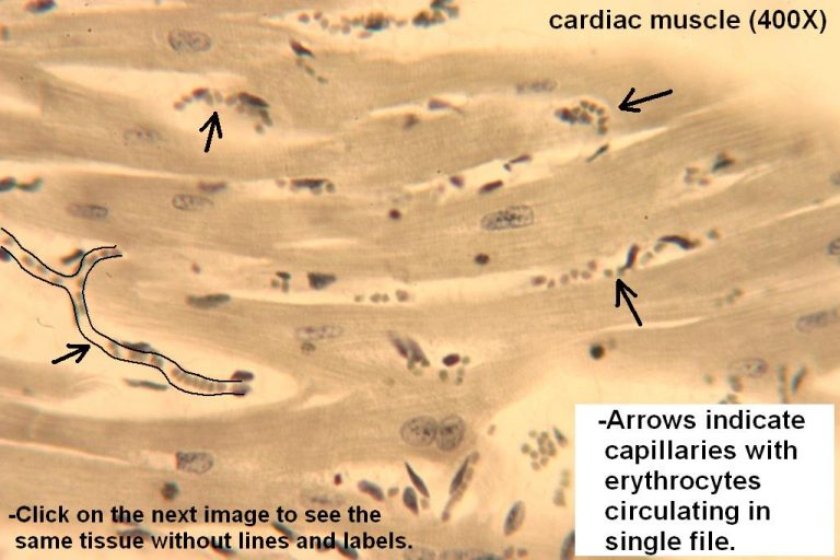 Blood Vessels Tutorial Histology Atlas For Anatomy And Physiology