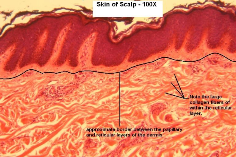 Skin Of Scalp Tutorial Histology Atlas For Anatomy And Physiology