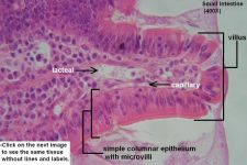 Small Intestine – Tutorial – Histology Atlas for Anatomy and Physiology