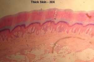 Unlabeled Integument Images – Histology Atlas for Anatomy and Physiology