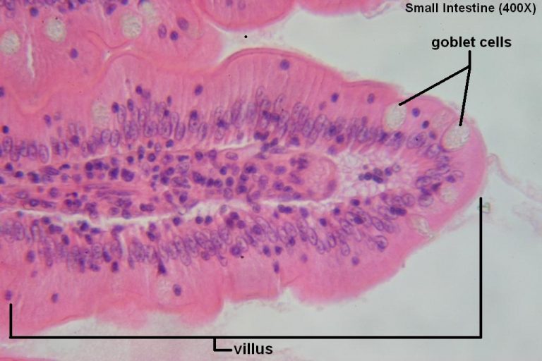 Small Intestine – Tutorial – Histology Atlas for Anatomy and Physiology