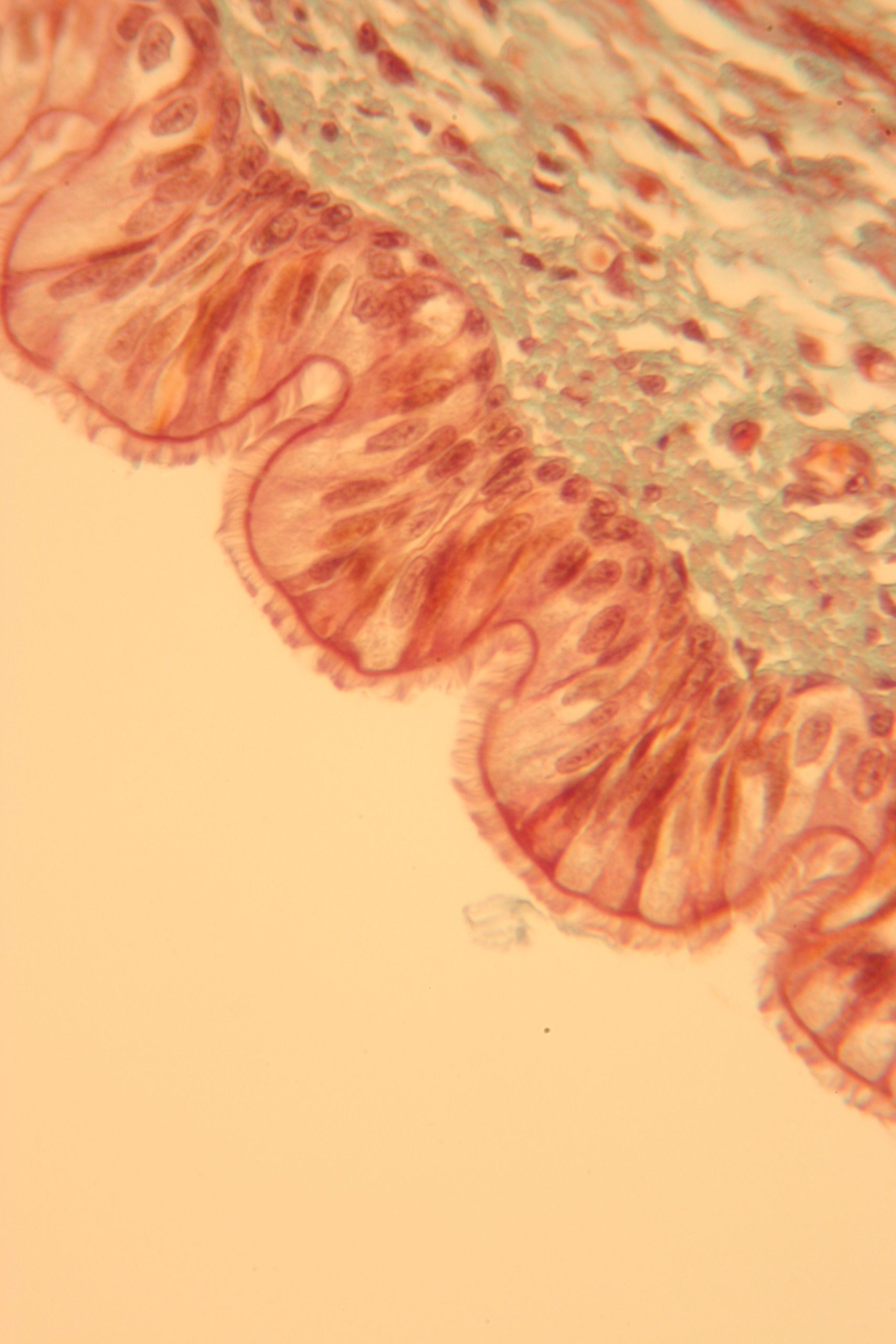 Cover image for Histology Atlas for Anatomy and Physiology